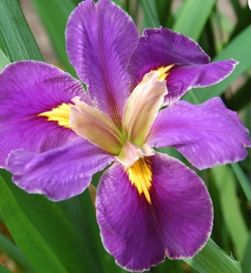 Iris x 'Spicy Cajun' (purple)