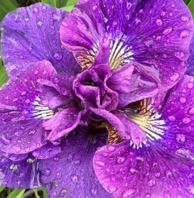 Iris x 'Concord Crush' (purple)