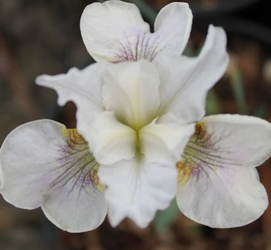Iris sibirica 'White' (white)