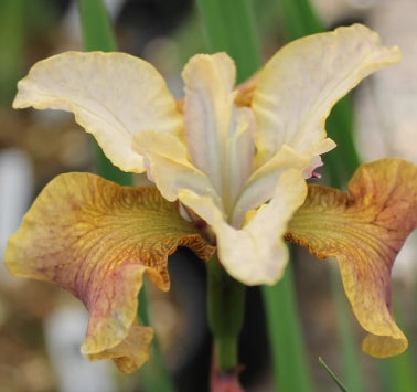 Iris sibirica 'Sun Grooves'