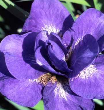Iris sibirica 'Uzushio' (purple)