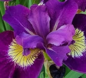 Iris sibirica 'Sultan's Ruby' (purple)