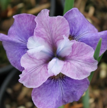 Iris sibirica 'Star Lion' (purple)
