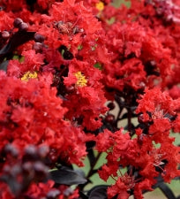 Lagerstroemia in. FIRST EDITIONS® SUNSET MAGIC™ PPAF