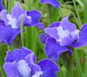 Iris sibirica 'Regency Belle' (blue)