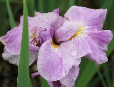 Iris sibirica 'Pink' (pink)