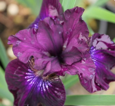 Iris sibirica 'Purplelicious' (purple)