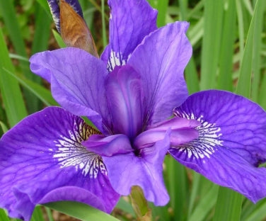 Iris sibirica 'Mabel Coday' (purple)