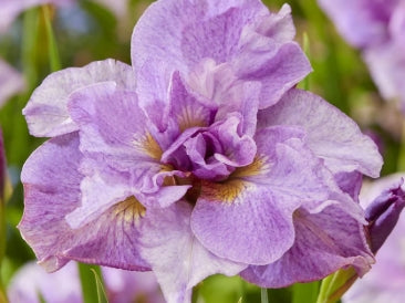 Iris sibirica 'Pink Parfait'