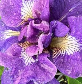 Iris sibirica 'Kabluey' (violet/blue)
