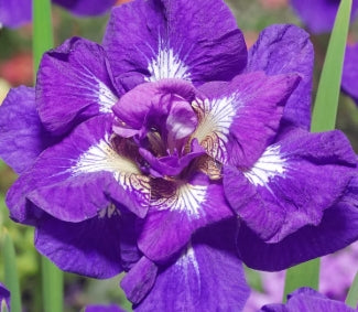 Iris sibirica 'Kaboom' (purple)