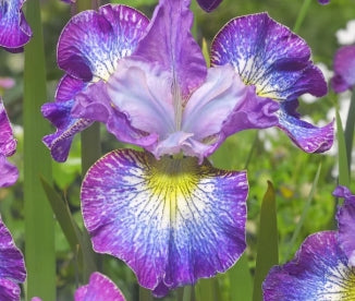 Iris sibirica 'How Audacious' (deep purple)