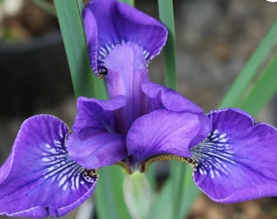 Iris sibirica 'Happy Returns' (light purple)