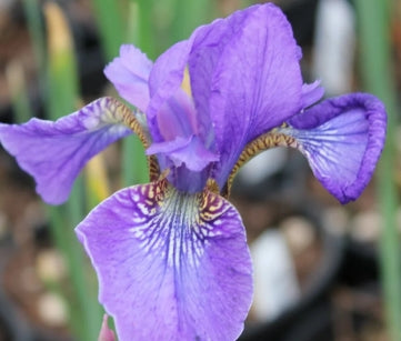 Iris sibirica 'Ever Again' (blue)