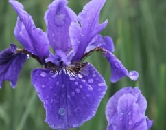 Iris sibirica 'Dreaming Spires' (lavender)