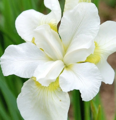 Iris sibirica 'Esther C.D.M' (white)