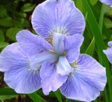 Iris sibirica 'Dear Delight' (purple)