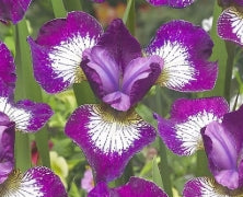 Iris sibirica 'Currier' (purple/white)