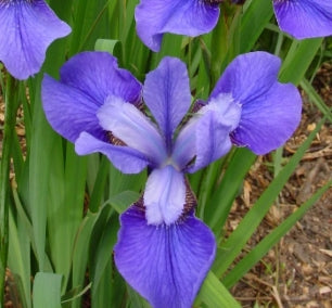 Iris sibirica 'Claret Cup' (purple)