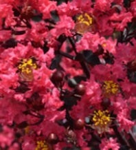 Lagerstroemia in. FIRST EDITIONS® MIDNIGHT MAGIC™ PP25925