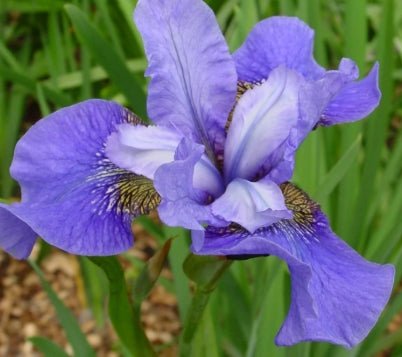 Iris sibirica 'Blue' (blue)