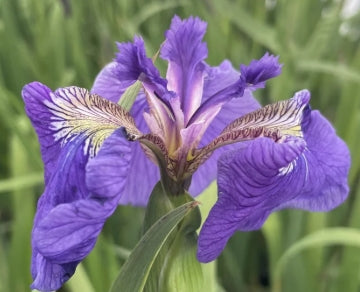 Iris setosa (purple)