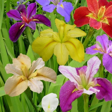 Iris louisiana 'Breeder Mix' (assorted)