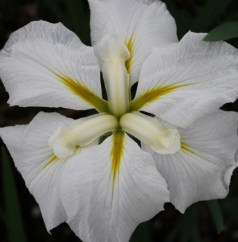 Iris ensata 'White Ladies' (white)