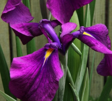 Iris ensata 'Silverband' (purple)