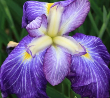 Iris ensata 'Pleasant Journey' (purple)