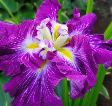 Iris ensata 'Persephone' (purple)