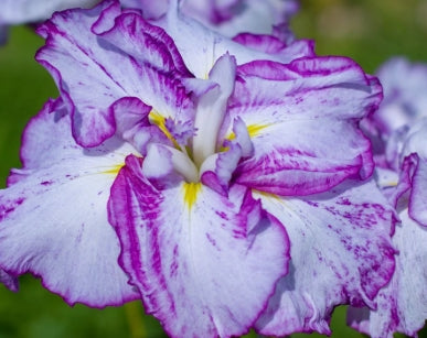 Iris ensata 'Harlequinesque' (white-purple)