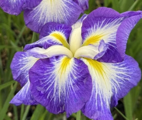 Iris ensata 'Gusto' (blue)