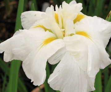 Iris ensata 'Frosted Pyramid' (white)