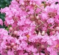 Lagerstroemia Indica 'Biloxi' (lavender- pink)