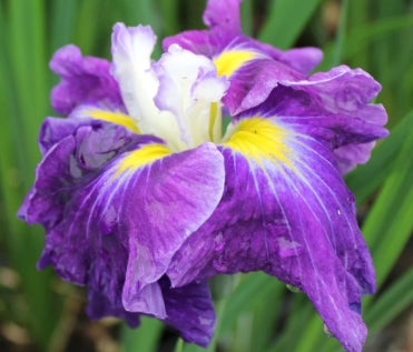 Iris ensata 'Frosted Intrigue' (purple)