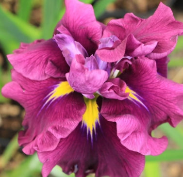 Iris ensata 'Dinner Plate™ Blueberry Pie ' (deep purple)