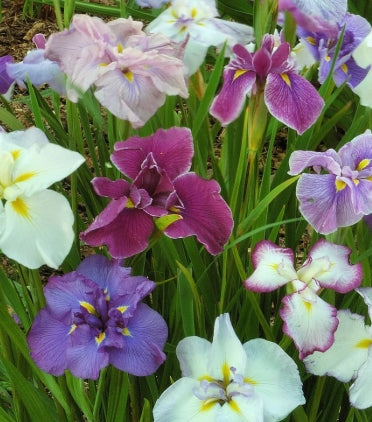 Iris ensata 'Breeder Mix'