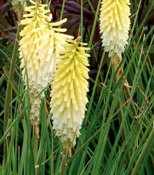 Kniphofia 'Pineapple Popsicle' PP22969