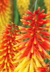 Kniphofia 'Flamenco'