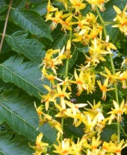 Koelreuteria paniculata (yellow)