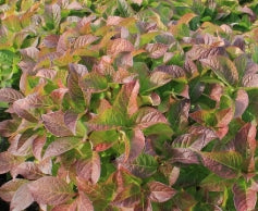 Hydrangea serrata COLOR CHOICE® TUFF STUFF™ Red PW PP28672 (pink/yellow)