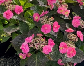 Hydrangea serrata COLOR CHOICE® TUFF STUFF™ PW PP24820 (pink/blue)