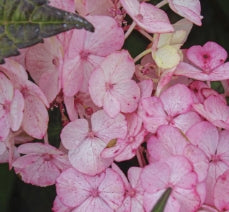 Hydrangea ser. 'Preziosa' (pink)