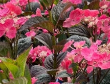 HYDRANGEA SER. 'PINK DYNAMO™'