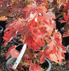 Hydrangea quercifolia 'Queen of Hearts' (white)