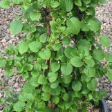 Hydrangea petiolaris (white)