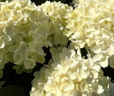 Hydrangea pan. White Wedding® PP28973 (white)