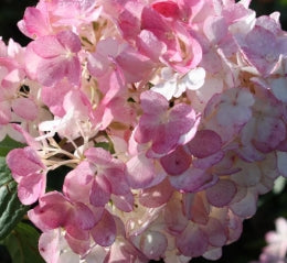 Hydrangea pan. Vanilla Strawberry™ FIRST EDITIONS® PP20670 (pink/white)