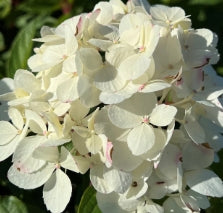 Hydrangea pan. LAVALAMP™ CANDELABRA™ PP27472 (red/white)